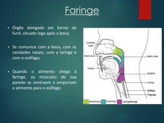 Faringe
 Órgão alongado em forma de
funil, situado logo após a boca;
 Se comunica com a boca, com as
cavidades nasais, com a laringe e
com o esôfago;
 Quando o alimento chega à
faringe, os músculos de sua
parede se contraem e empurram
o alimento para o esôfago.
 