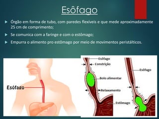 Esôfago
 Órgão em forma de tubo, com paredes flexíveis e que mede aproximadamente
25 cm de comprimento;
 Se comunica com a faringe e com o estômago;
 Empurra o alimento pro estômago por meio de movimentos peristálticos.
 