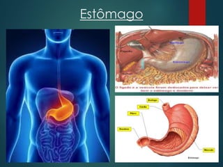 Estômago
 