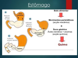 Estômago
 