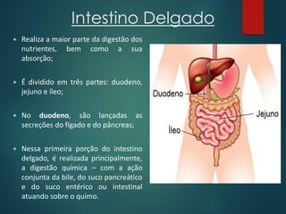 Intestino Delgado
 Realiza a maior parte da digestão dos
nutrientes, bem como a sua
absorção;
 É dividido em três partes: duodeno,
jejuno e íleo;
 No duodeno, são lançadas as
secreções do fígado e do pâncreas;
 Nessa primeira porção do intestino
delgado, é realizada principalmente,
a digestão química – com a ação
conjunta da bile, do suco pancreático
e do suco entérico ou intestinal
atuando sobre o quimo.
 