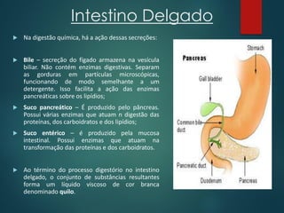 Intestino Delgado
 Na digestão química, há a ação dessas secreções:
 Bile – secreção do fígado armazena na vesícula
biliar. Não contém enzimas digestivas. Separam
as gorduras em partículas microscópicas,
funcionando de modo semelhante a um
detergente. Isso facilita a ação das enzimas
pancreáticas sobre os lipídios;
 Suco pancreático – É produzido pelo pâncreas.
Possui várias enzimas que atuam n digestão das
proteínas, dos carboidratos e dos lipídios;
 Suco entérico – é produzido pela mucosa
intestinal. Possui enzimas que atuam na
transformação das proteínas e dos carboidratos.
 Ao término do processo digestório no intestino
delgado, o conjunto de substâncias resultantes
forma um líquido viscoso de cor branca
denominado quilo.
 