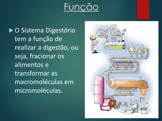 Função
 O Sistema Digestório
tem a função de
realizar a digestão, ou
seja, fracionar os
alimentos e
transformar as
macromoléculas em
micromoléculas.
 