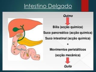 Intestino Delgado
 