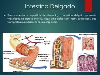 Intestino Delgado
 Para aumentar a superfície de absorção, o intestino delgado apresenta
vilosidades na parece interna, cada uma delas com vasos sanguíneos que
transportam os nutrientes para o organismo.
 