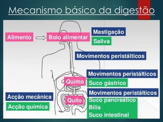 Mecanismo básico da digestão
 