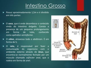 Intestino Grosso
 Possui aproximadamente 1,5m e é dividido
em três partes:
 O ceco, que é onde desemboca o conteúdo
vindo do intestino delgado. Consta a
presença de um pequeno prolongamento
em forma de tubo, conhecido
como apêndice vermiforme.
 O cólon, atravessa todo o abdômen. É em
forma de S;
 O reto, é responsável por fazer a
comunicação do organismo com o
ambiente externo através do ânus, que
encontra-se normalmente fechado por um
músculo chamado esfíncter anal, que o
rodeia em forma de anel.
 