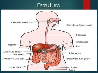 Estrutura
 