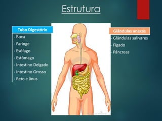 Estrutura
Tubo Digestório
- Boca
- Faringe
- Esôfago
- Estômago
- Intestino Delgado
- Intestino Grosso
- Reto e ânus
Glândulas anexas
- Glândulas salivares
- Fígado
- Pâncreas
 