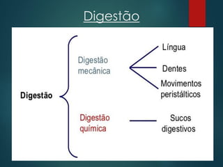 Digestão
 