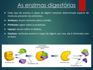 As enzimas digestórias
 Cada tipo de enzima é capaz de digerir somente determinada espécie de
molécula presente nos alimentos.
 Amilases: atuam somente sobre o amido;
 Proteases: agem sobre as proteínas;
 Lipases: atuam sobre os lipídios;
 Celulose: nenhuma enzima é capaz de digerir, por isso, ela é eliminada com
as fezes.
 