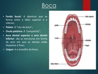 Boca
 Fenda bucal: A abertura que se
forma entre o lábio superior e o
inferior;
 Palato: O “céu da boca”;
 Úvula palatina: A “campainha”;
 Arco dental superior e arco dental
inferior: são as estruturas em forma
de arco em que os dentes estão
dispostos e fixos;
 Língua: é o assoalho da boca;
 