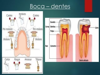 Boca – dentes
 