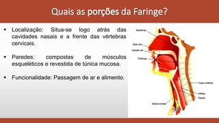  Localização: Situa-se logo atrás das
cavidades nasais e a frente das vértebras
cervicais.
 Paredes: compostas de músculos
esqueléticos e revestida de túnica mucosa.
 Funcionalidade: Passagem de ar e alimento.
 