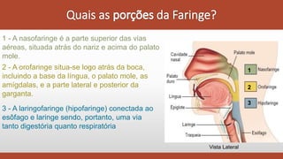1 - A nasofaringe é a parte superior das vias
aéreas, situada atrás do nariz e acima do palato
mole.
1
2
3
2 - A orofaringe situa-se logo atrás da boca,
incluindo a base da língua, o palato mole, as
amígdalas, e a parte lateral e posterior da
garganta.
3 - A laringofaringe (hipofaringe) conectada ao
esôfago e laringe sendo, portanto, uma via
tanto digestória quanto respiratória
Vista Lateral
 