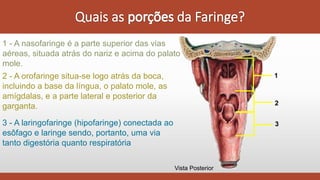 1 - A nasofaringe é a parte superior das vias
aéreas, situada atrás do nariz e acima do palato
mole.
2 - A orofaringe situa-se logo atrás da boca,
incluindo a base da língua, o palato mole, as
amígdalas, e a parte lateral e posterior da
garganta.
3 - A laringofaringe (hipofaringe) conectada ao
esôfago e laringe sendo, portanto, uma via
tanto digestória quanto respiratória
Vista Posterior
1
2
3
 