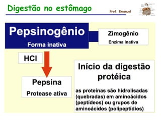 Prof. Emanuel
Digestão no estômago
 