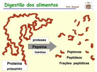 Digestão dos alimentos Prof. Emanuel
 