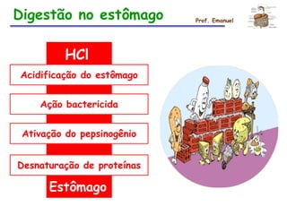 HCl
Acidificação do estômago
Ação bactericida
Ativação do pepsinogênio
Desnaturação de proteínas
Estômago
Prof. Emanuel
Digestão no estômago
 
