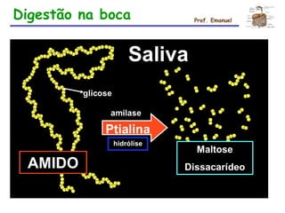 Digestão na boca Prof. Emanuel
 