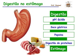 Digestão no estômago Prof. Emanuel
Digestão
pH ácido
Suco gástrico
Pepsina
Digestão de proteínas
Estômago
 