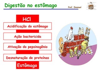HCl
Acidificação do estômago
Ação bactericida
Ativação do pepsinogênio
Desnaturação de proteínas
Estômago
Prof. EmanuelDigestão no estômago
 