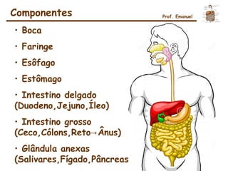 Componentes Prof. Emanuel
• Boca
• Faringe
• Esôfago
• Estômago
• Intestino delgado
(Duodeno,Jejuno,Íleo)
• Intestino grosso
(Ceco,Cólons,Reto Ânus)→
• Glândula anexas
(Salivares,Fígado,Pâncreas)
 