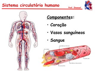 Sistema circulatório humano
Componentes:
• Coração
• Vasos sanguíneos
• Sangue
Prof. Emanuel
 