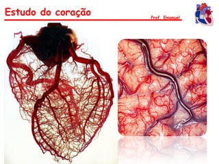 Estudo do coração Prof. Emanuel
 