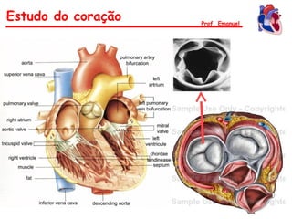 Estudo do coração Prof. Emanuel
 