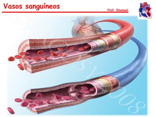 Vasos sanguíneos Prof. Emanuel
 