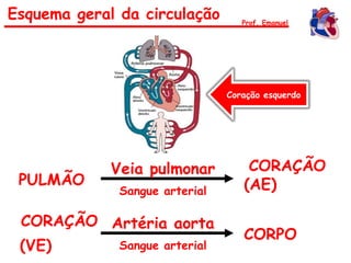 PULMÃO
CORAÇÃO
(AE)
Veia pulmonar
Sangue arterial
CORAÇÃO
(VE)
CORPO
Artéria aorta
Sangue arterial
Esquema geral da circulação Prof. Emanuel
Coração esquerdo
 