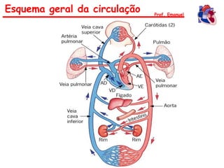 Esquema geral da circulação Prof. Emanuel
 