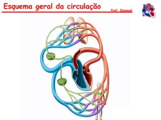 Esquema geral da circulação Prof. Emanuel
 