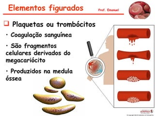• Coagulação sanguínea
• São fragmentos
celulares derivados do
megacariócito
• Produzidos na medula
óssea
Prof. EmanuelElementos figurados
 Plaquetas ou trombócitos
 