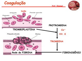 Coagulação
Ca++
Vit. K
PROTROMBINA
TROMBINA
FIBRINOGÊNIORede de FIBRINA
lesão
Prof. Emanuel
TROMBOPLASTINA
 