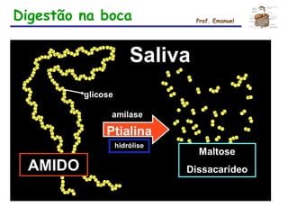 Digestão na boca Prof. Emanuel
 