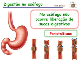 Digestão no esôfago Prof. Emanuel
No esôfago não
ocorre liberação de
sucos digestivos
Peristaltismo
 