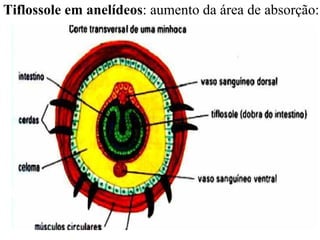 Tiflossole em anelídeos : aumento da área de absorção:  