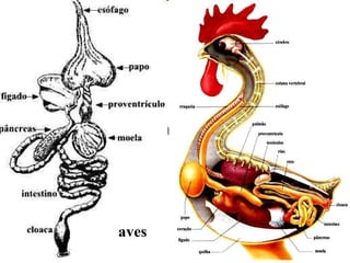 aves 