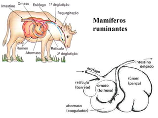 Mamíferos ruminantes 