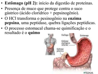 Estômago (pH 2):  início da digestão de proteínas. Presença de muco que protege contra o suco gástrico (ácido clorídrico + pepsinogênio). O HCl transforma o pesinogênio na  enzima pepsina , uma peptidase, quebra ligações peptídicas. O processo estomacal chama-se quimificação e o resultado é o  quimo 