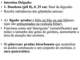 Intestino Delgado: 1- Duodeno (pH 8), 0, 25 cm:  final da digestão. Recebe substâncias das glândulas anexas: A)  fígado :  produz  a  bílis ou bile ou sais bil iares (que são  armazenadas na vesícula biliar ).  Funciona como um”detergente” (emulsificante) que reduz o tamanho das gotas de gordura, aumentanto a área de atuação das enzimas . B)  pâncreas:   produz bicarbonato  que neutraliza os ácidos estomacais e um conjunto de enzimas, o  suco pancreático. 