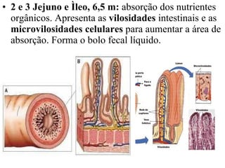 2 e 3 Jejuno e Ìleo, 6,5 m:  absorção dos nutrientes orgânicos. Apresenta as  vilosidades  intestinais e as  microvilosidades celulares  para aumentar a área de absorção. Forma o bolo fecal líquido. 