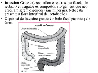 Intestino Grosso  (ceco, cólon e reto): tem a função de reabsorver a água e os compostos inorgânicos que não precisam serem digeridos (sais minerais). Nele está presente a flora intestinal de lactobacilos.  O que sai do intestino grosso é o bolo fecal pastoso pelo ânus. 
