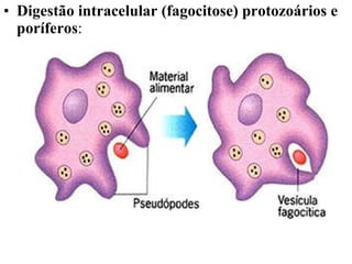 Digestão intracelular (fagocitose) protozoários e poríferos : 