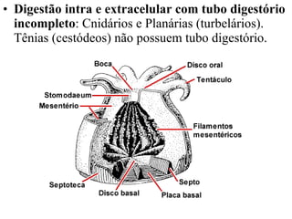Digestão intra e extracelular com tubo digestório incompleto : Cnidários e Planárias (turbelários). Tênias (cestódeos) não possuem tubo digestório. 