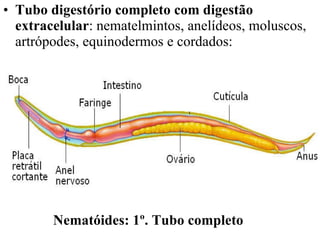 Tubo digestório completo com digestão extracelular : nematelmintos, anelídeos, moluscos, artrópodes, equinodermos e cordados:  Nematóides: 1º. Tubo completo 