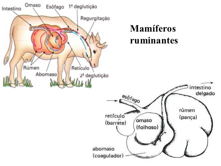 Sistema digestório atualizado