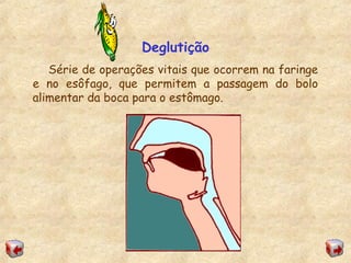 Deglutição
Série de operações vitais que ocorrem na faringe
e no esôfago, que permitem a passagem do bolo
alimentar da boca para o estômago.
 
